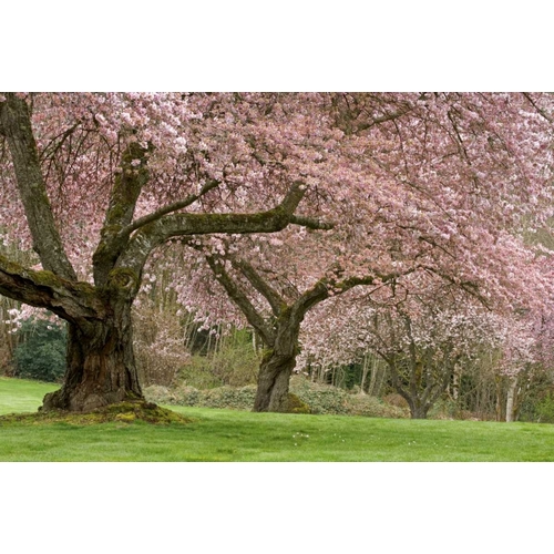 Washington, Bremerton Cherry trees in spring